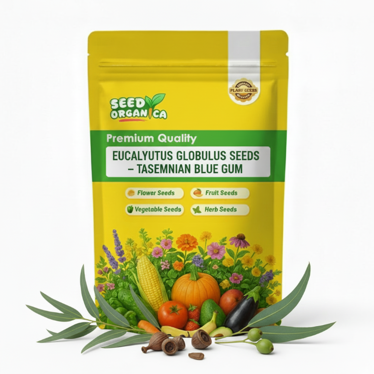 Eucalyptus Globulus Seeds – Tasmanian Blue Gum