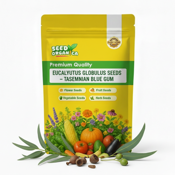 Eucalyptus Globulus Seeds – Tasmanian Blue Gum