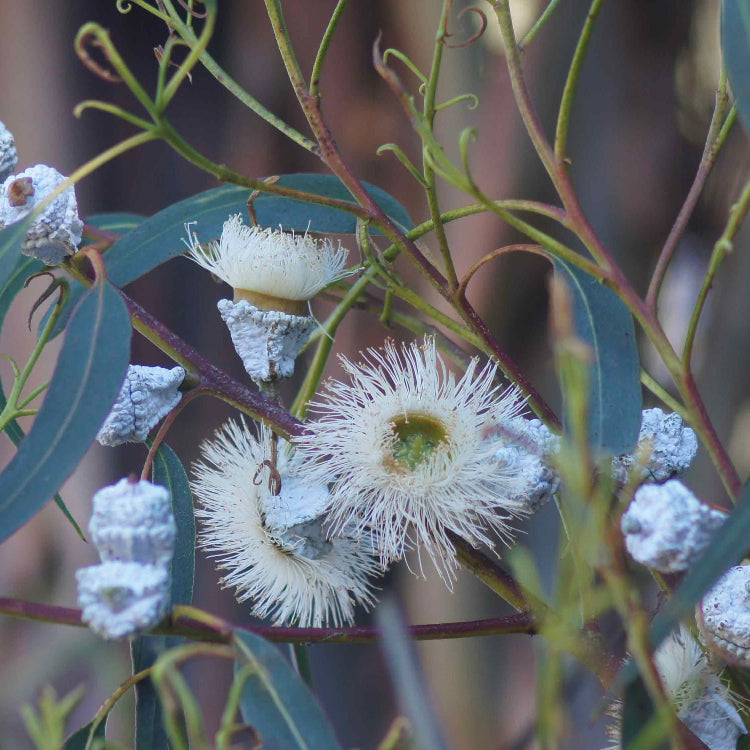 Eucalyptus Globulus Seeds – Tasmanian Blue Gum
