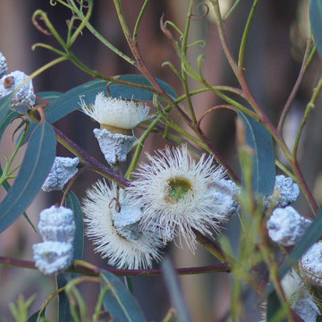 Eucalyptus Globulus Seeds – Tasmanian Blue Gum

