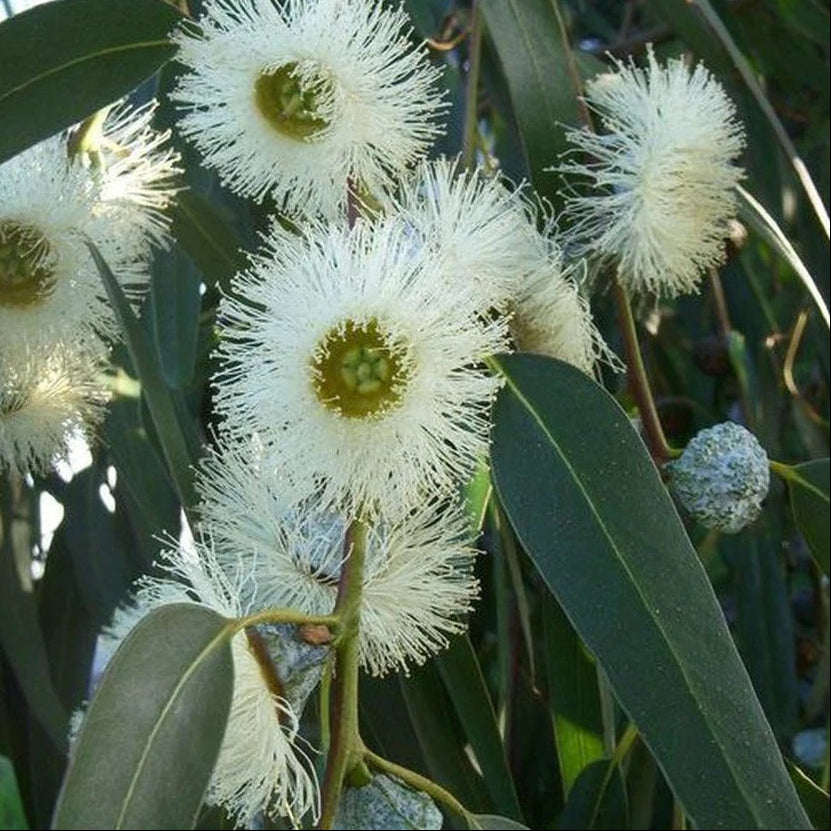 Eucalyptus Globulus Seeds – Tasmanian Blue Gum
