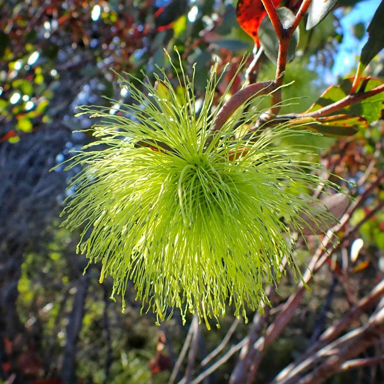 Eucalyptus Seeds – Lehmannii