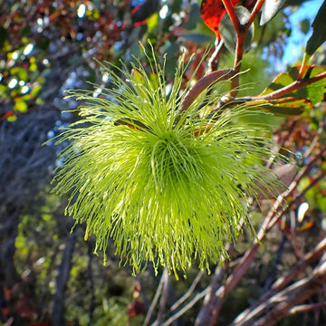 Eucalyptus Seeds – Lehmannii