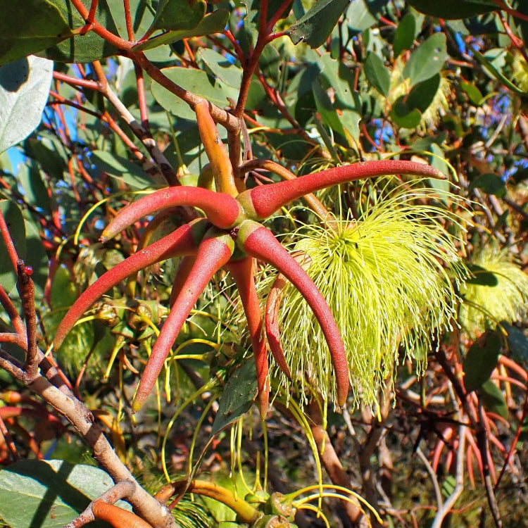 Eucalyptus Seeds – Lehmannii