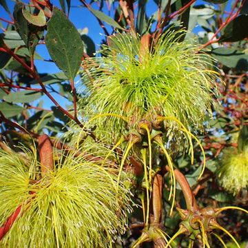 Eucalyptus Seeds – Lehmannii
