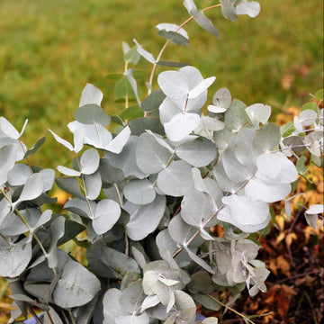 Eucalyptus Seeds – Silver Drop
