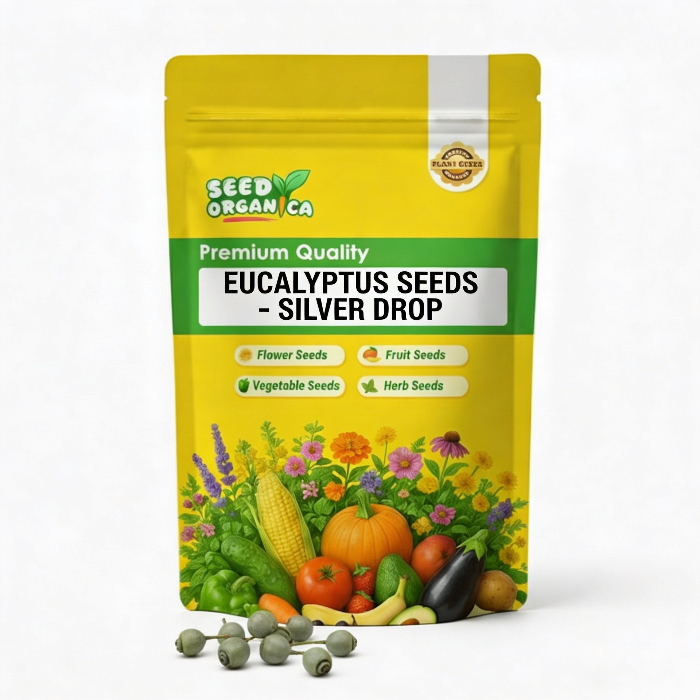 Eucalyptus Seeds – Silver Drop