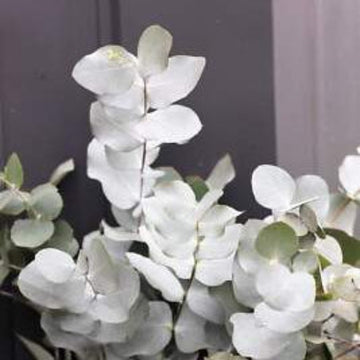 Eucalyptus Seeds – Silver Drop
