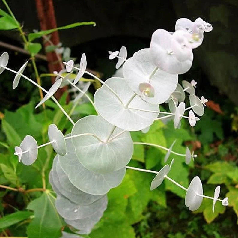 Eucalyptus Seeds – Silver Drop
