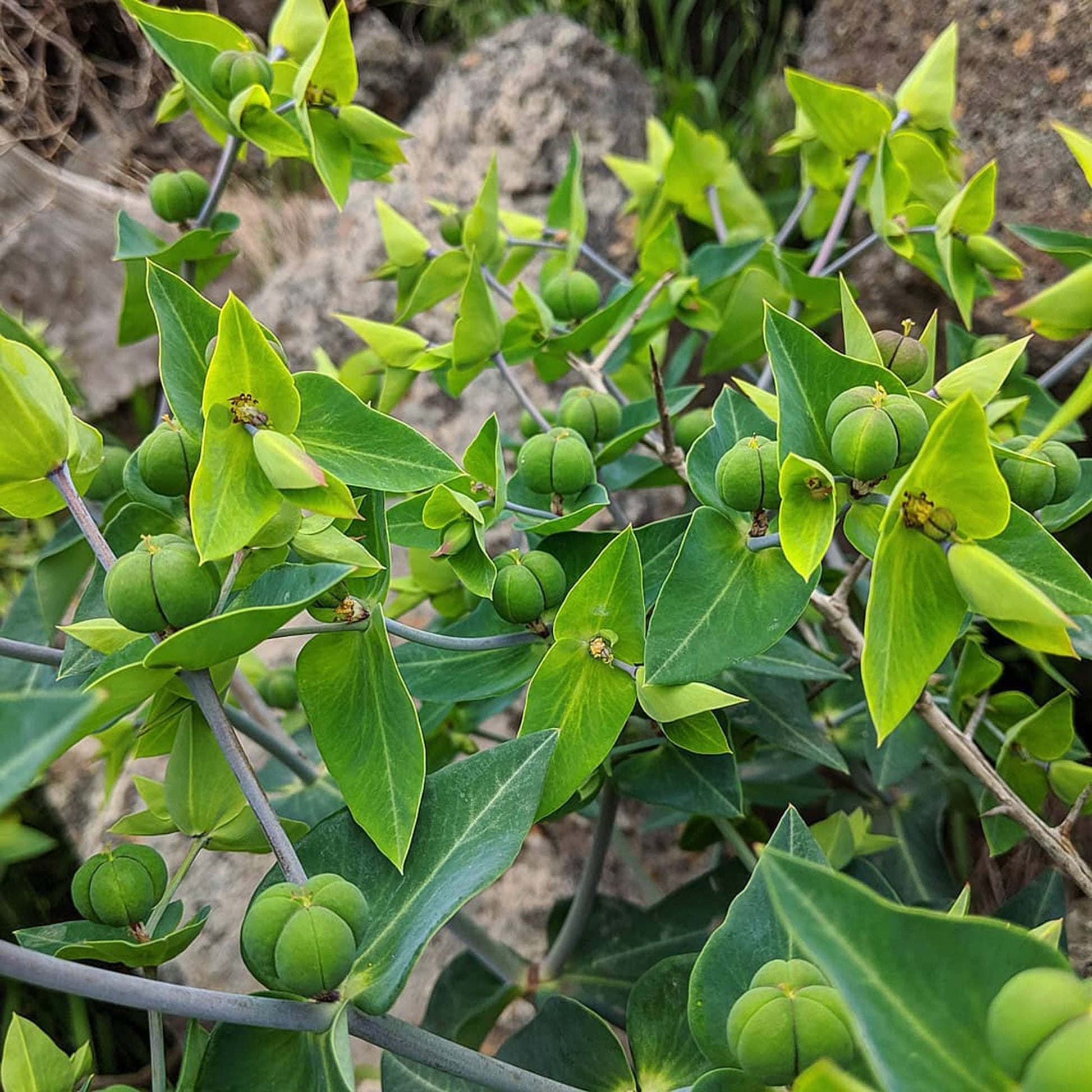 Euphorbia Lathyris Seeds – Mole
