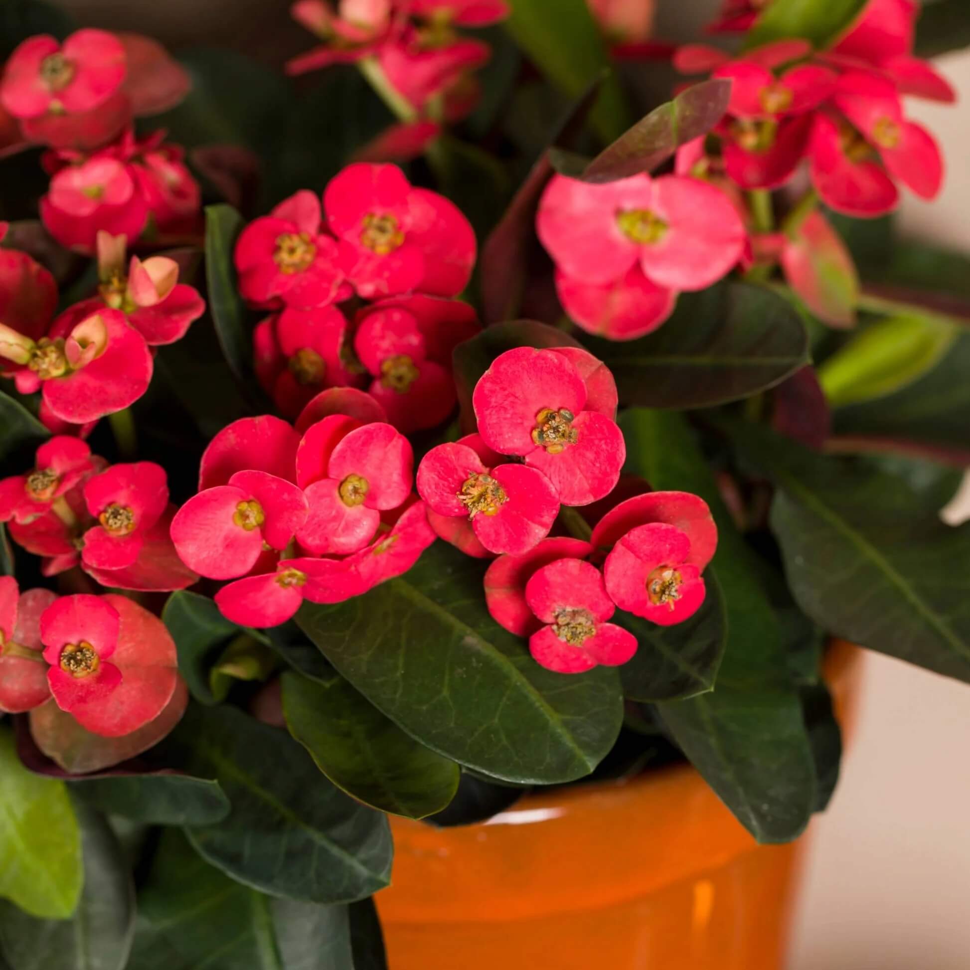Euphorbia Milii Seeds – Crown of Thorns Plant
