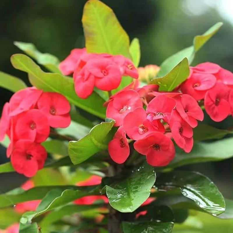 Euphorbia Milii Seeds – Crown of Thorns Plant
