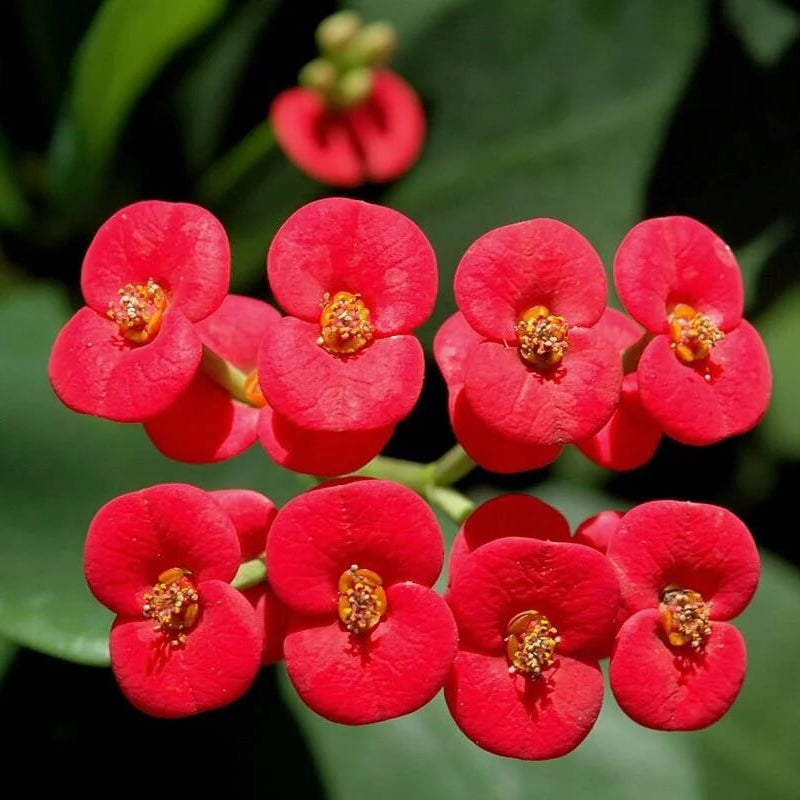 Euphorbia Milii Seeds - Flower Plant