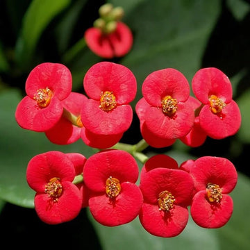Euphorbia Milii Seeds - Flower Plant