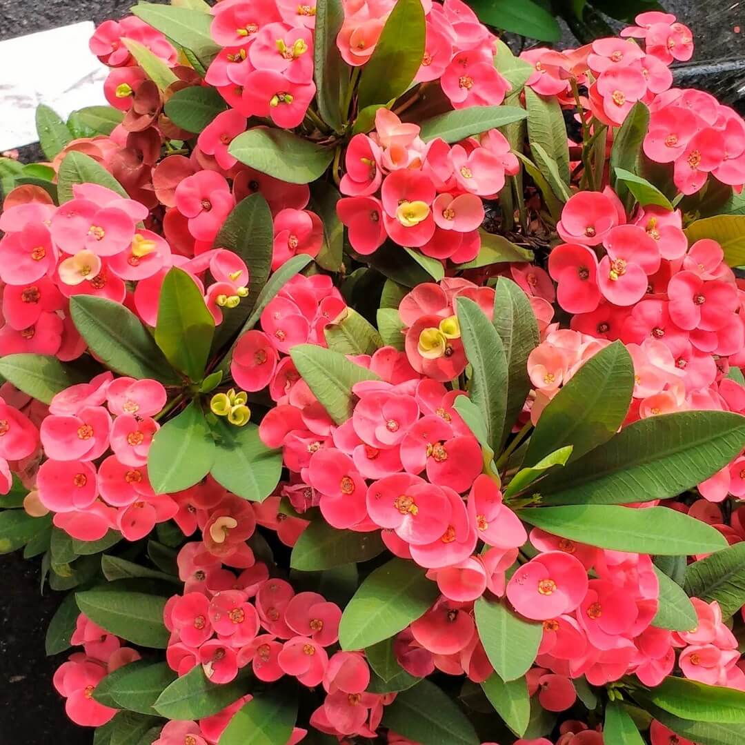 Euphorbia Milii Seeds - Flower Plant