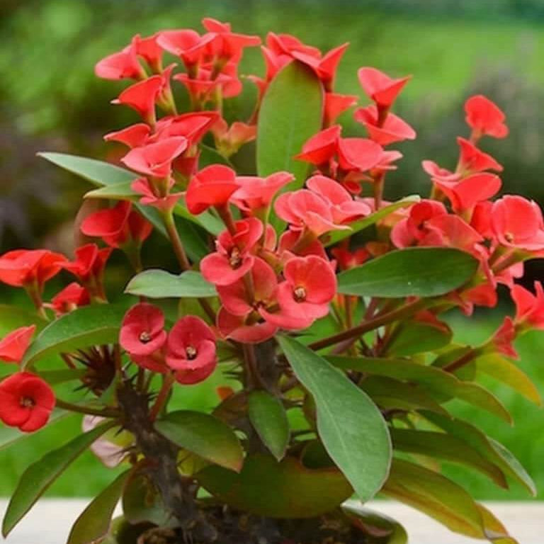 Euphorbia Milii Seeds - Flower Plant
