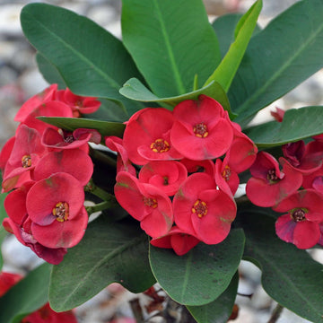 Euphorbia Milii Seeds – Crown of Thorns Plant
