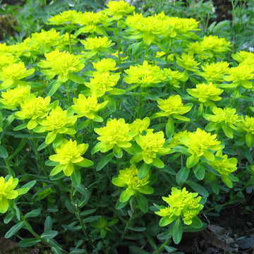 Euphorbia Seeds – Yellow Polychroma – Wildflower