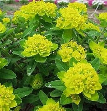Euphorbia Seeds – Yellow Polychroma – Wildflower