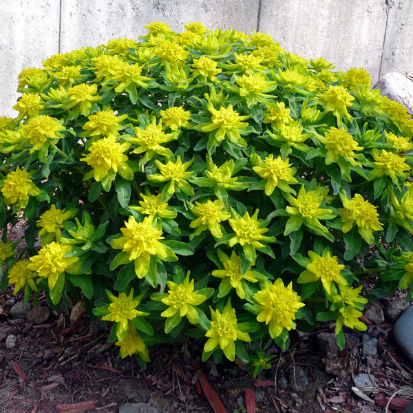 Euphorbia Seeds – Yellow Polychroma – Wildflower