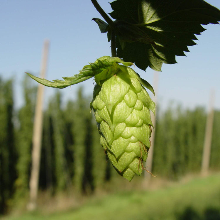 European Beer Hops Seeds - Flower Plant