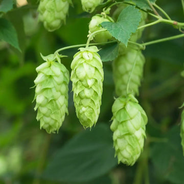 European Beer Hops Seeds - Flower Plant