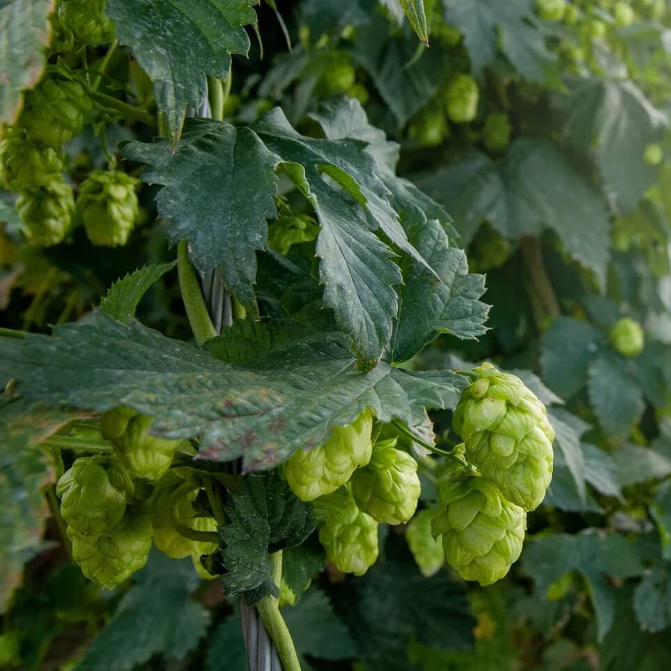 European Beer Hops Seeds - Flower Plant