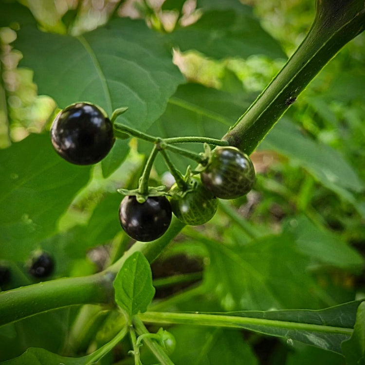 European Black Nightshade Seeds - Herbal Plant