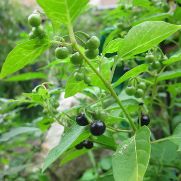 European Black Nightshade Seeds - Herbal Plant