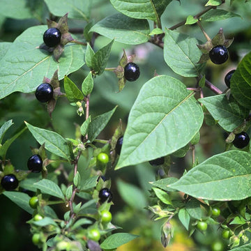 European Black Nightshade Seeds - Herbal Plant