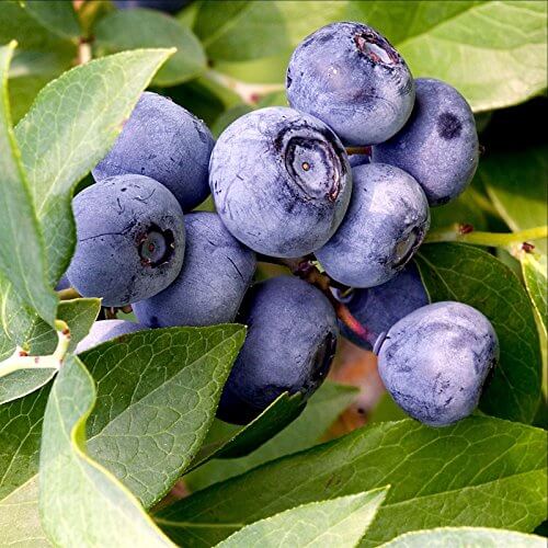 European Blueberry Seeds - Fruit Plant