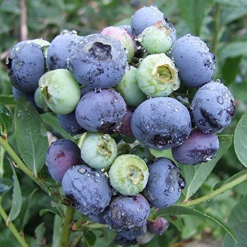 European Blueberry Seeds - Fruit Plant
