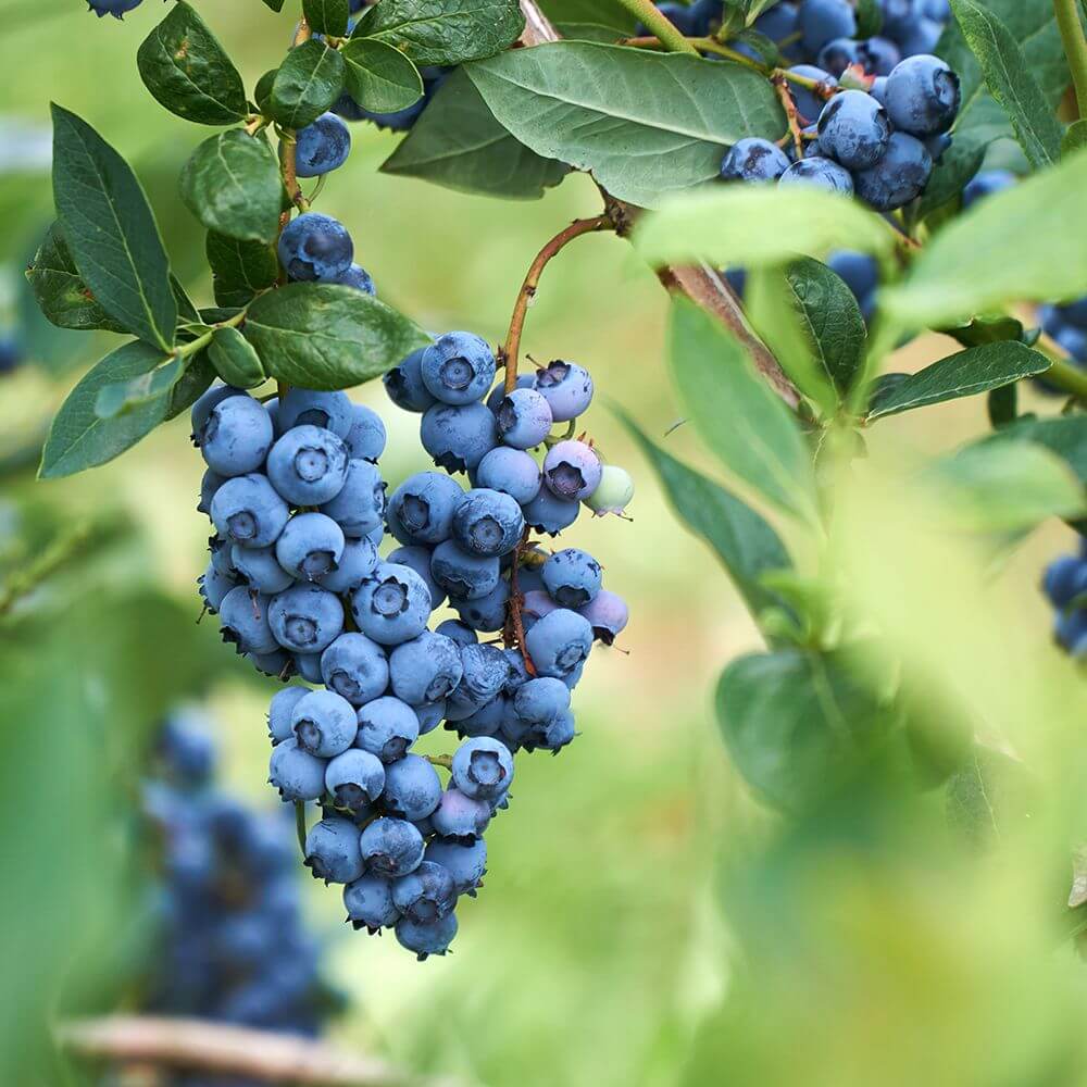 European Blueberry Seeds - Fruit Plant