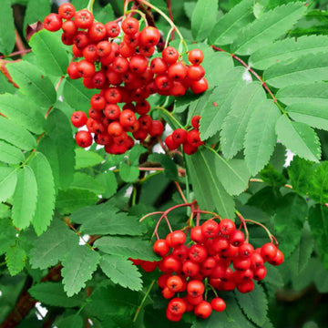 European Mountain Ash Seeds - Fruit Plant