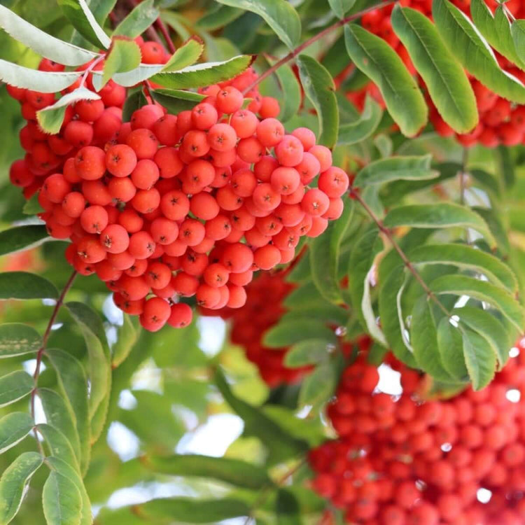 European Mountain Ash Seeds - Fruit Plant