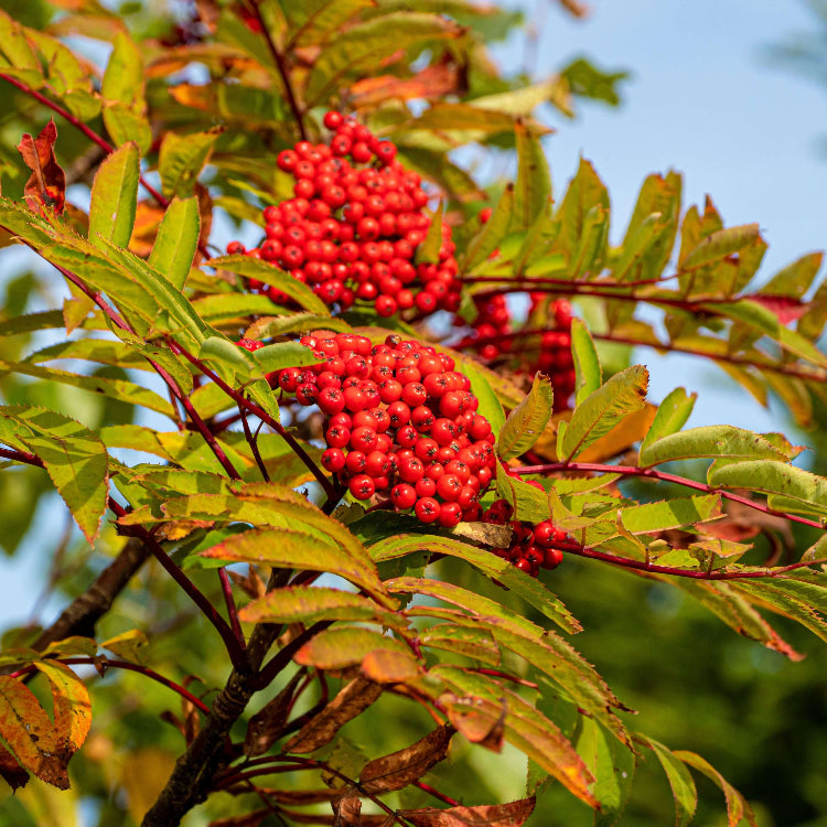European Mountain Ash Seeds - Fruit Plant