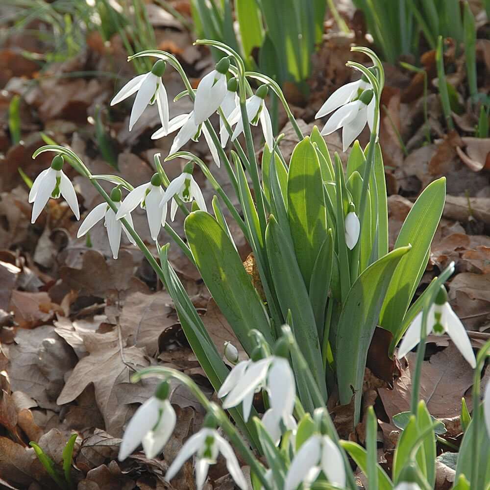European Snowdrop Seeds - Flower Plant
