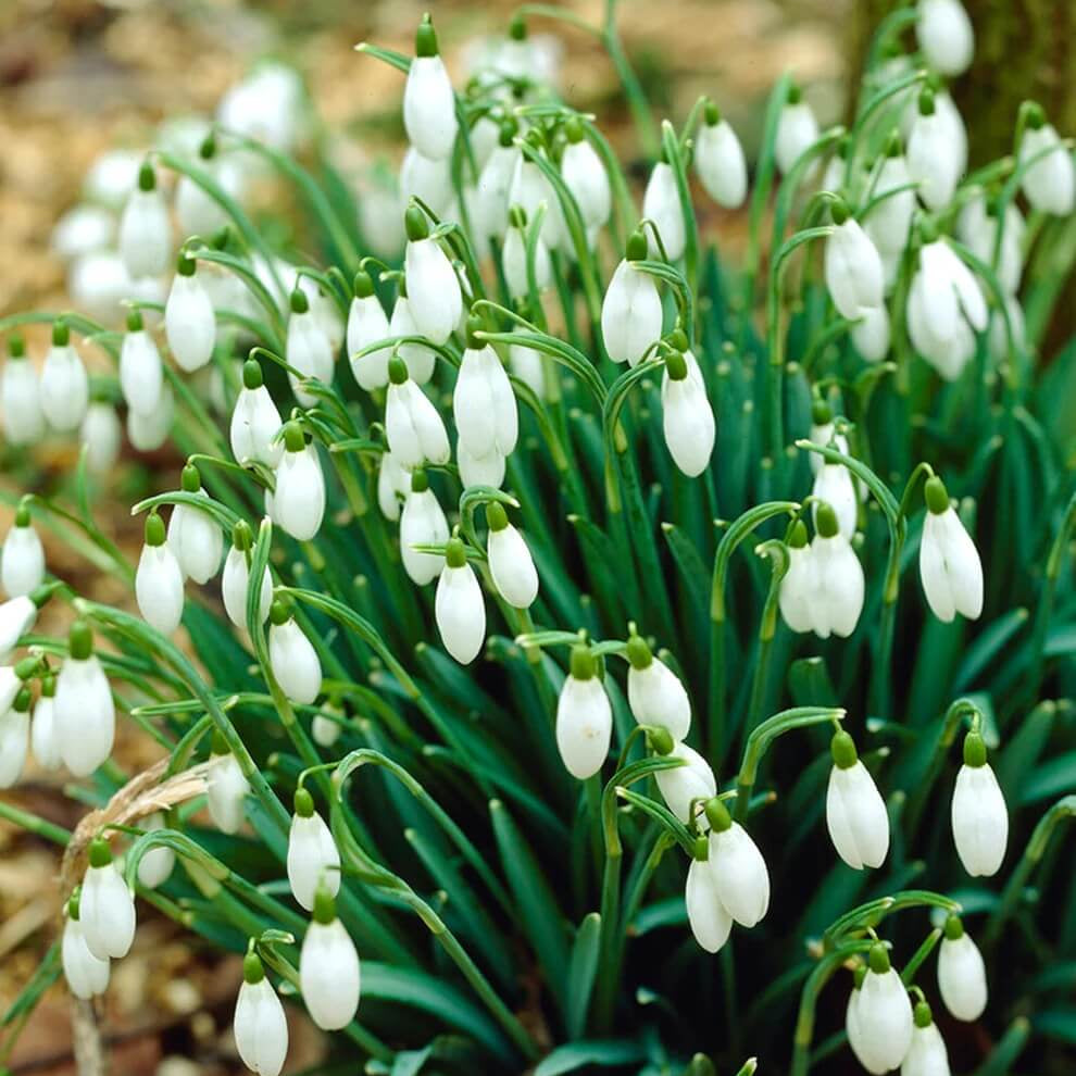European Snowdrop Seeds - Flower Plant