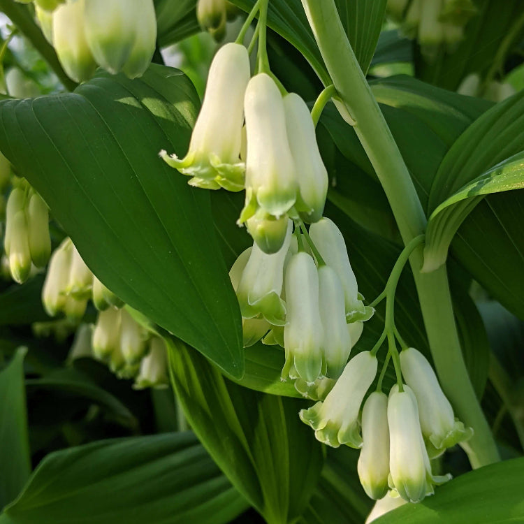 European Solomon’s Seal Seeds