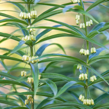 European Solomon’s Seal Seeds