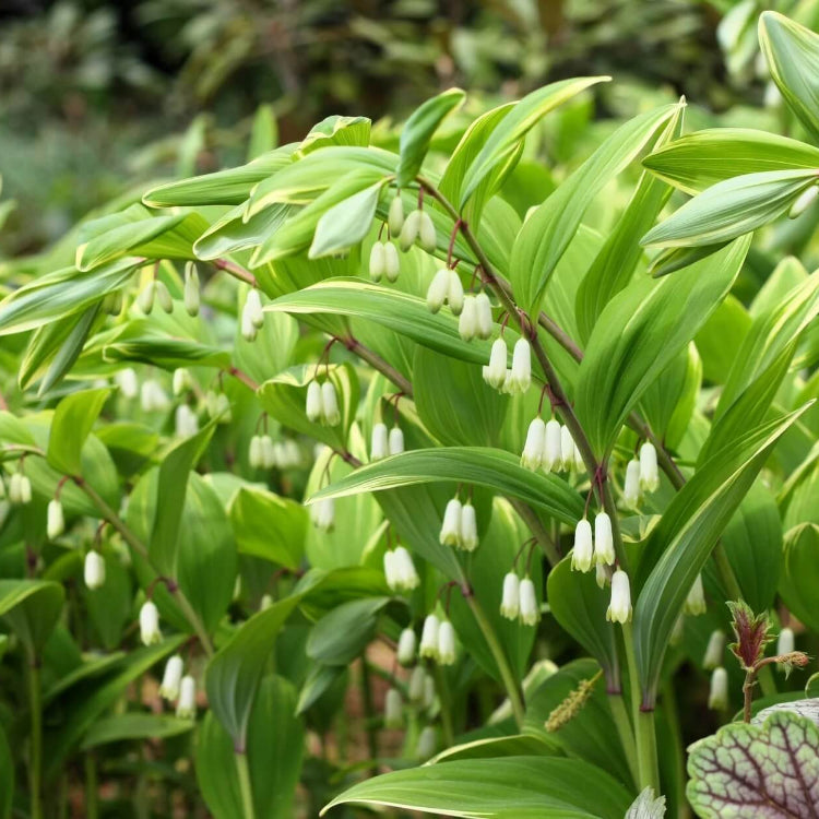 European Solomon’s Seal Seeds