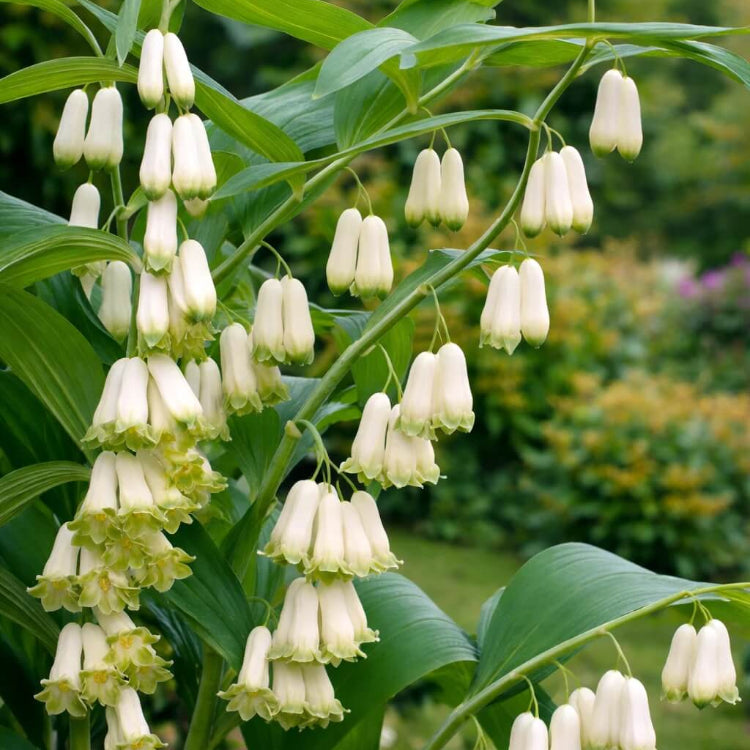 European Solomon’s Seal Seeds