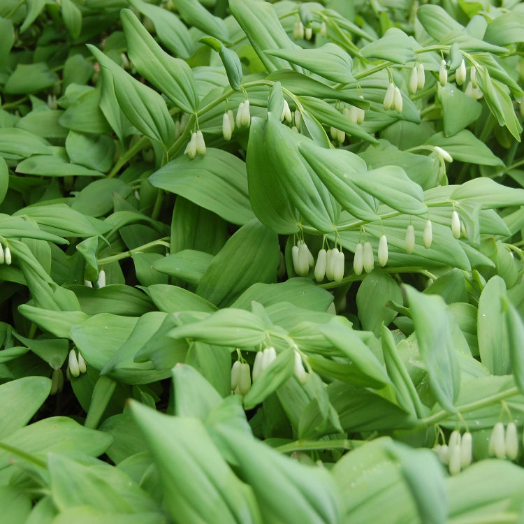 European Solomon’s Seal Seeds