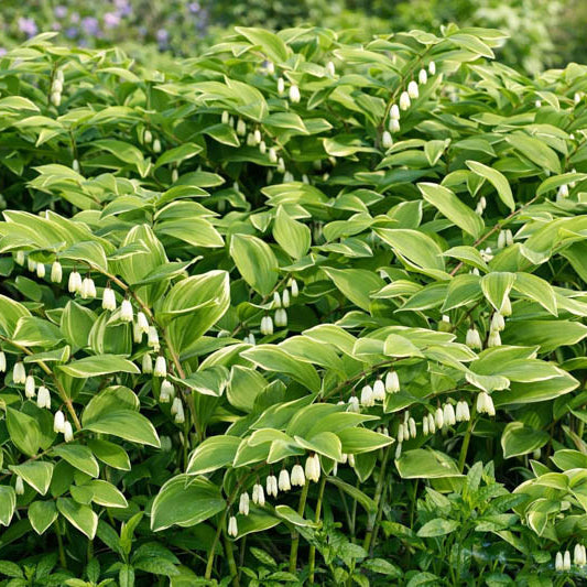 European Solomon’s Seal Seeds
