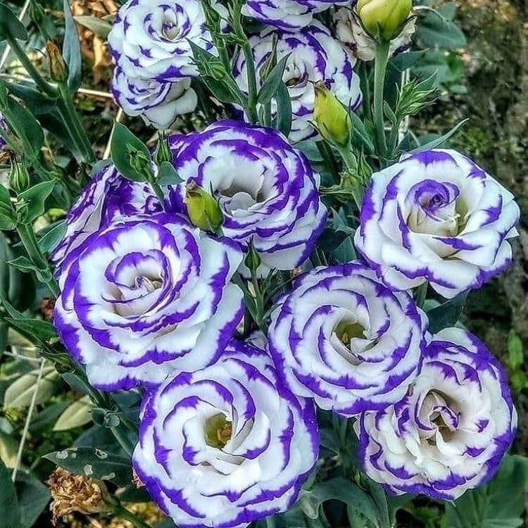 Eustoma Seeds – White & Blue Lisianthus