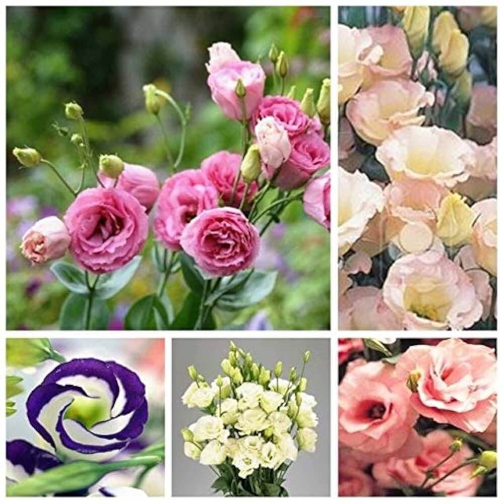 Eustoma Seeds – Rare Mixed
