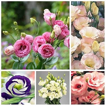 Eustoma Seeds – Rare Mixed
