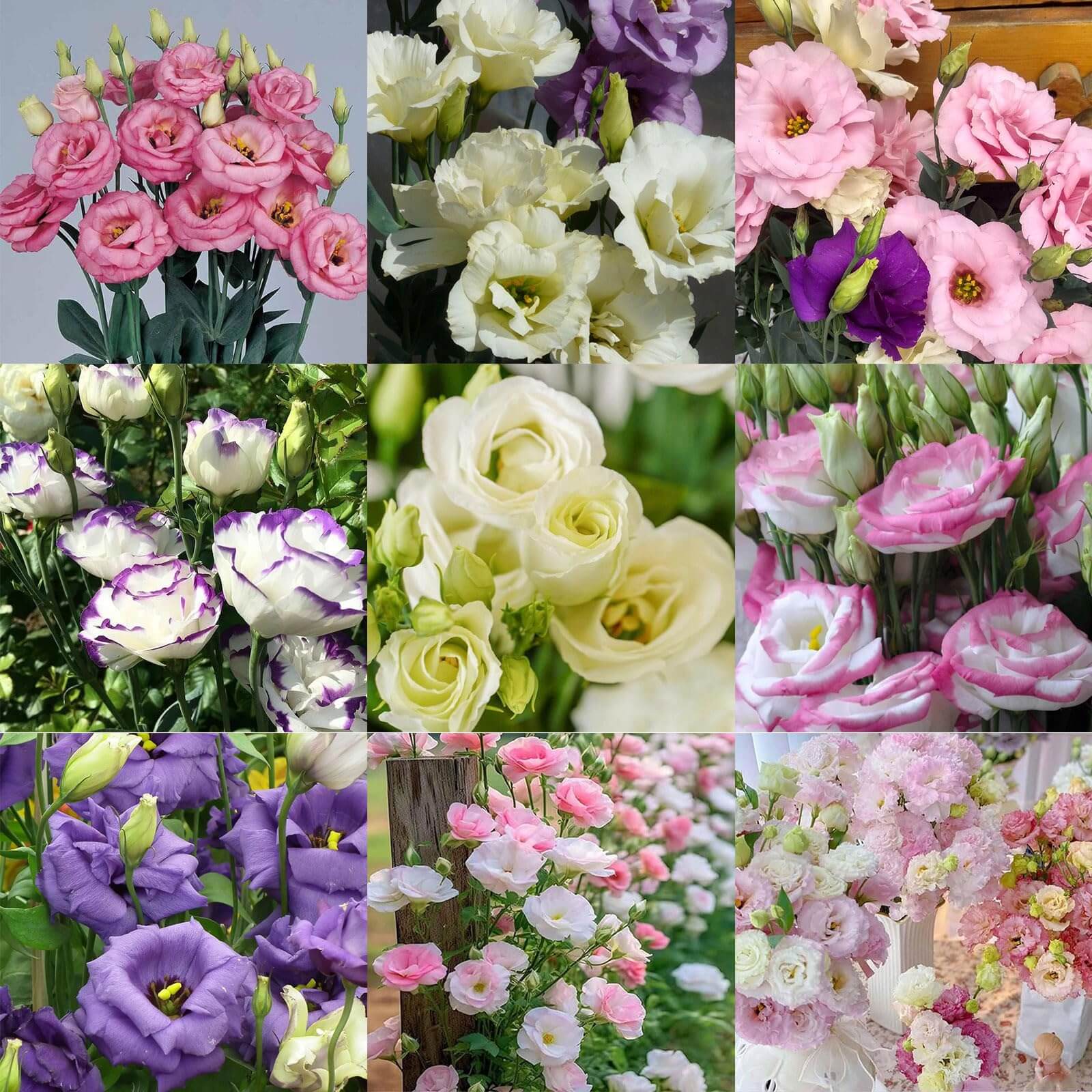 Eustoma Seeds – Rare Mixed
