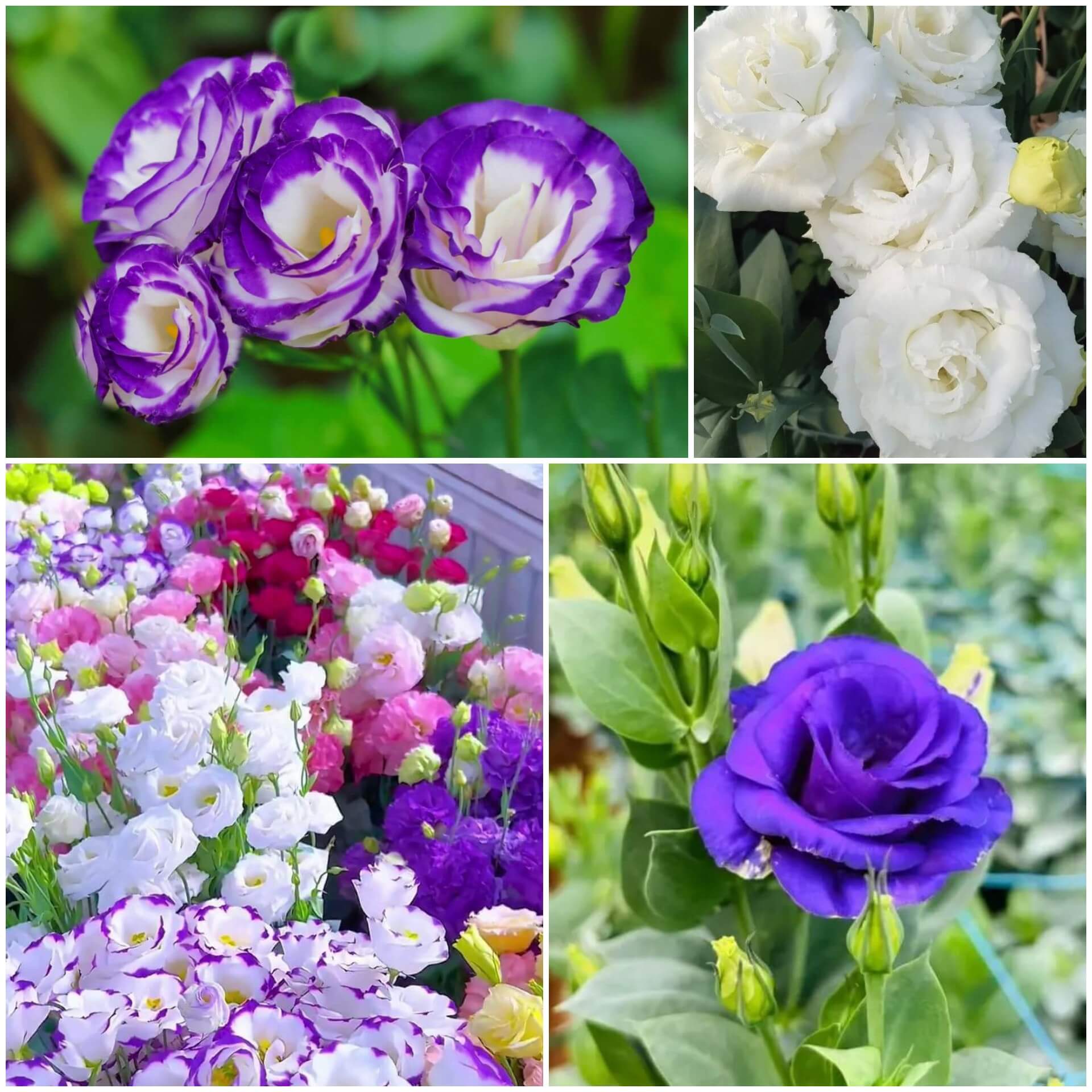 Eustoma Seeds - All In One For Home Gardens