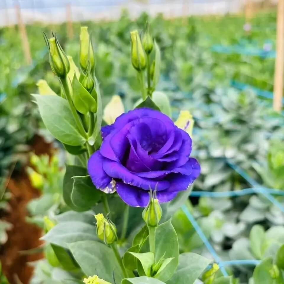 Eustoma Seeds - All In One For Home Gardens